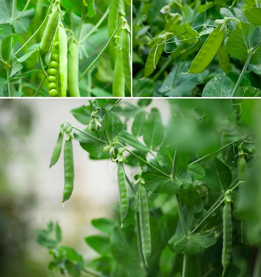 儿童绘画草莓和篮子,儿童画教程创意美术课