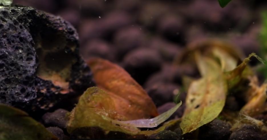 为什么水草养着养着就烂了,水草为啥养黄了