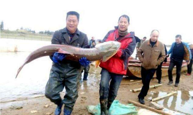 十年禁渔看长江鱼群物种更多样,长江禁渔仅两年就鱼群翻涌