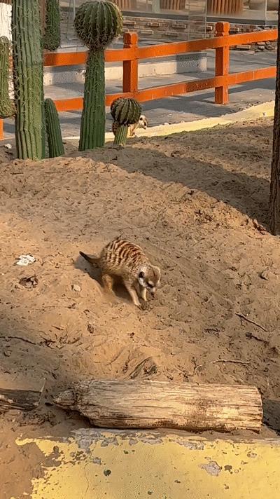 一天玩遍北京野生动物园,包场去鸟巢