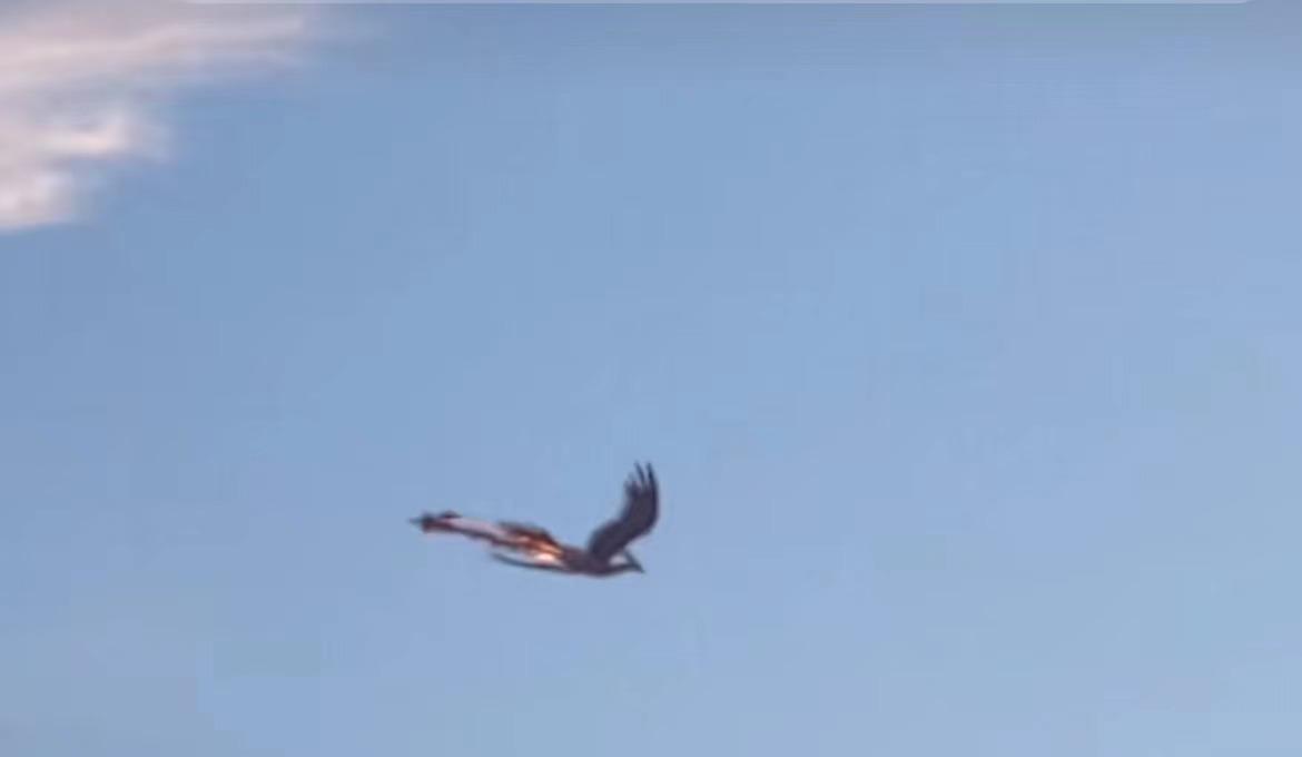 青岛上空凤凰,自然界有真凤凰鸟吗