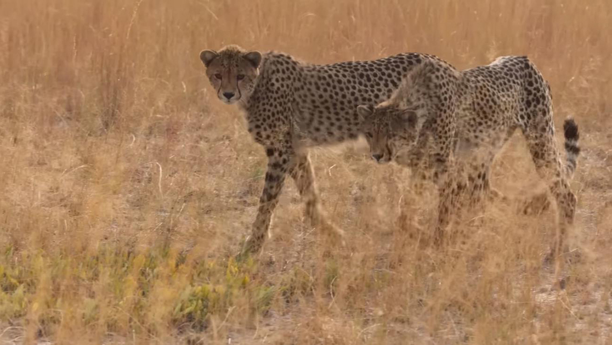猎豹靠耐力捕猎真的吗,猎豹为什么猎杀猎豹