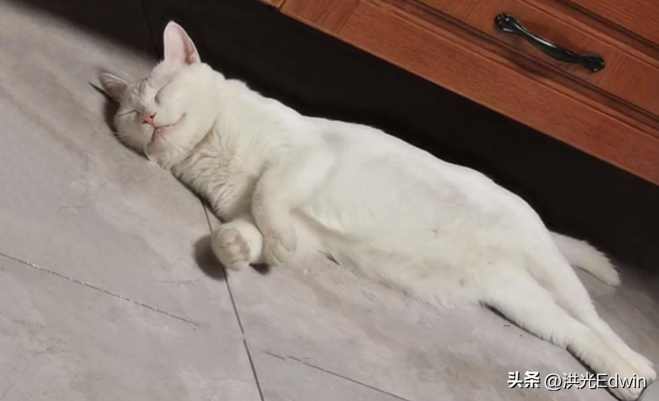 流浪狸花猫被暴打致死,狸花猫爬十楼打伤宠物猫