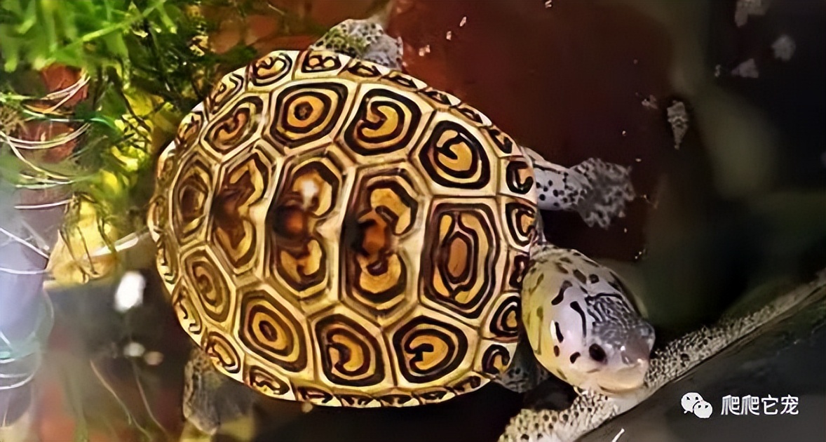 养一只水龟互动之王——钻纹龟,饲养体验非常棒