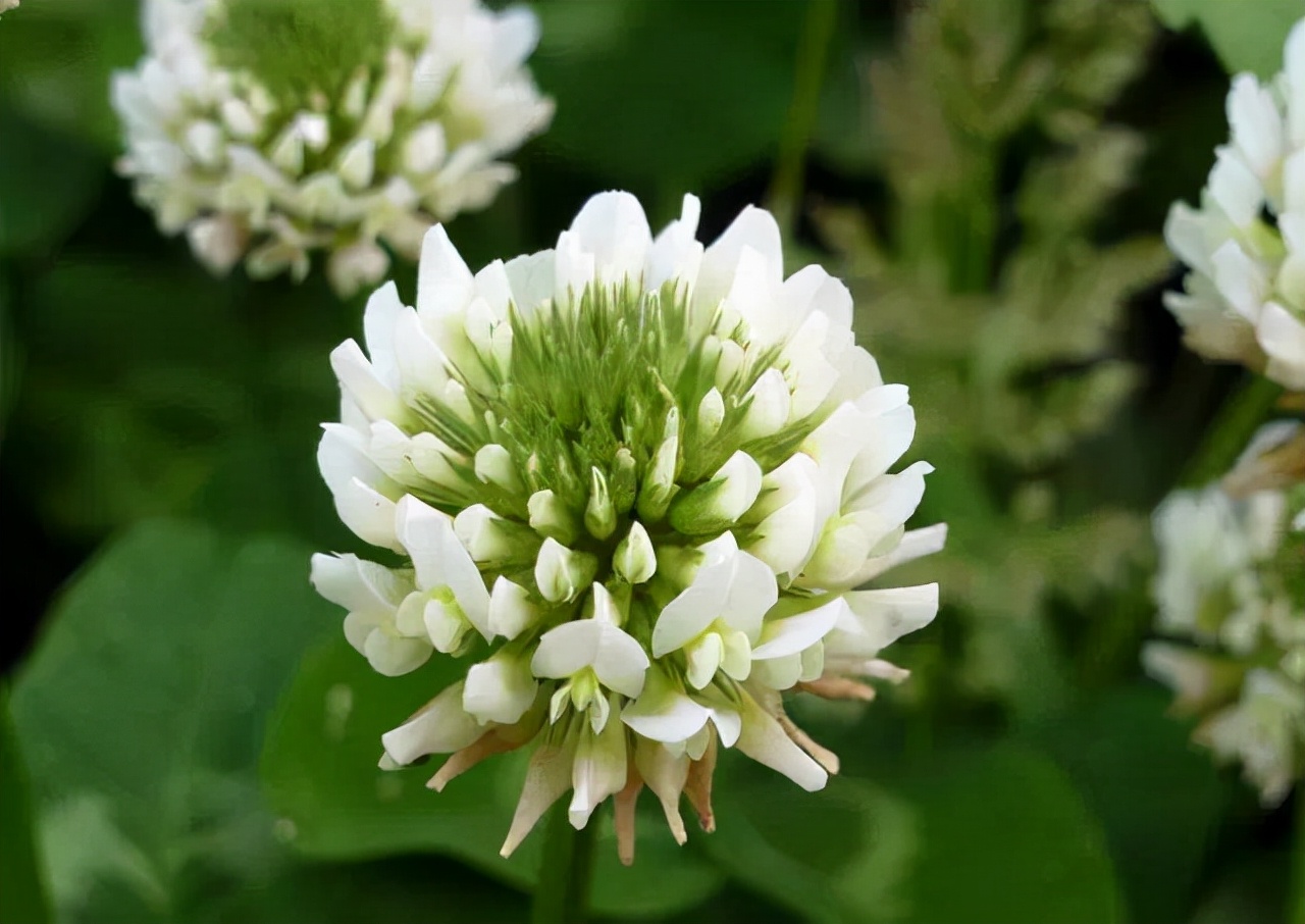 公园路边植物图片,路边的小植物有哪些