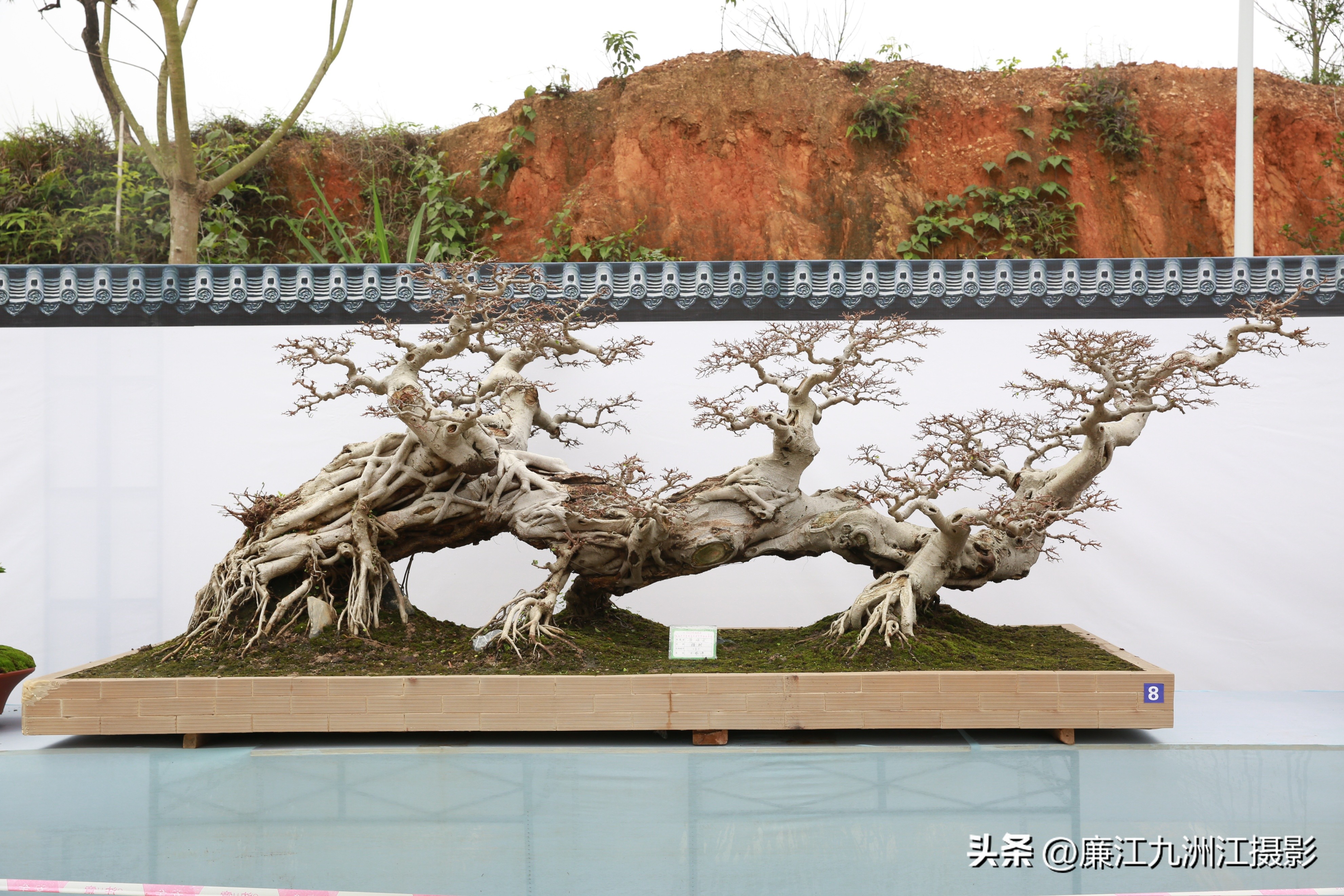 最高端的盆景展,一场惊艳的盆景展