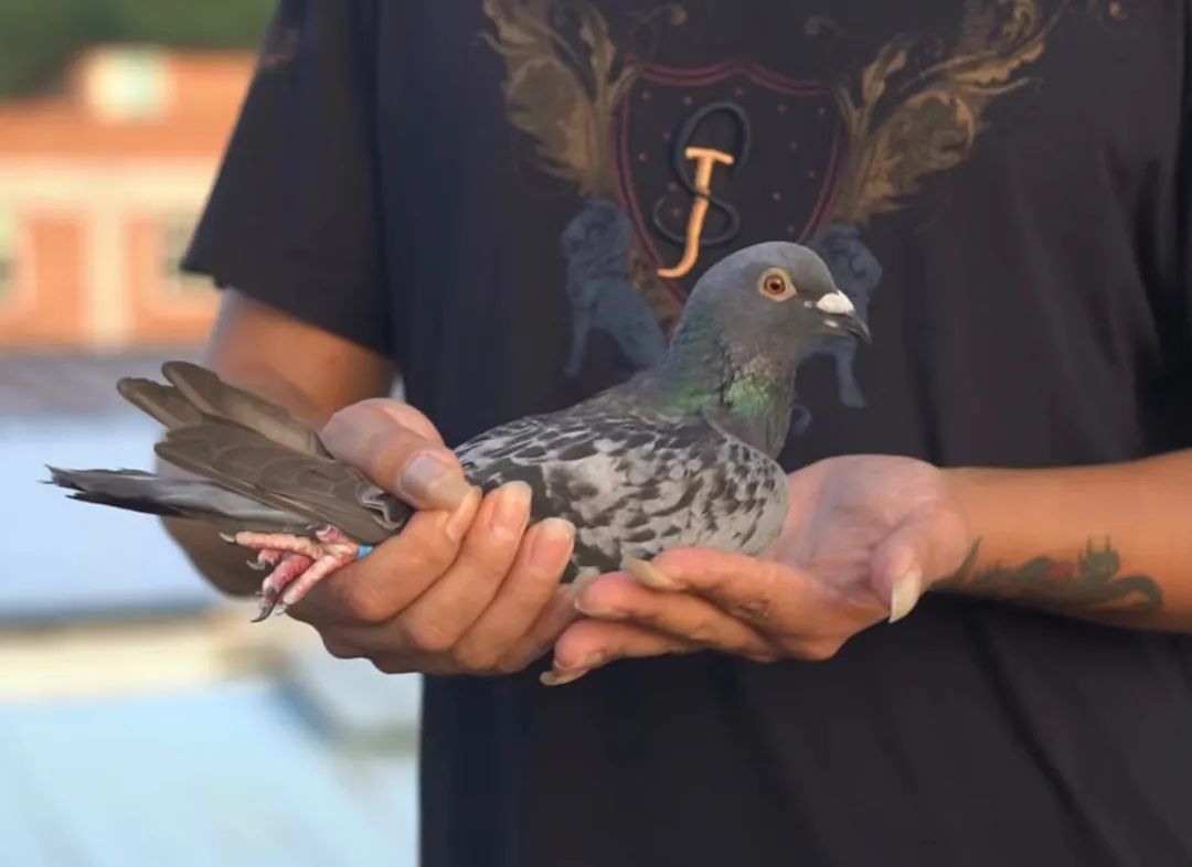 陋棚一样可以飞出“飞龙荣耀杯”13760羽总冠军，王志杭夺得亚军