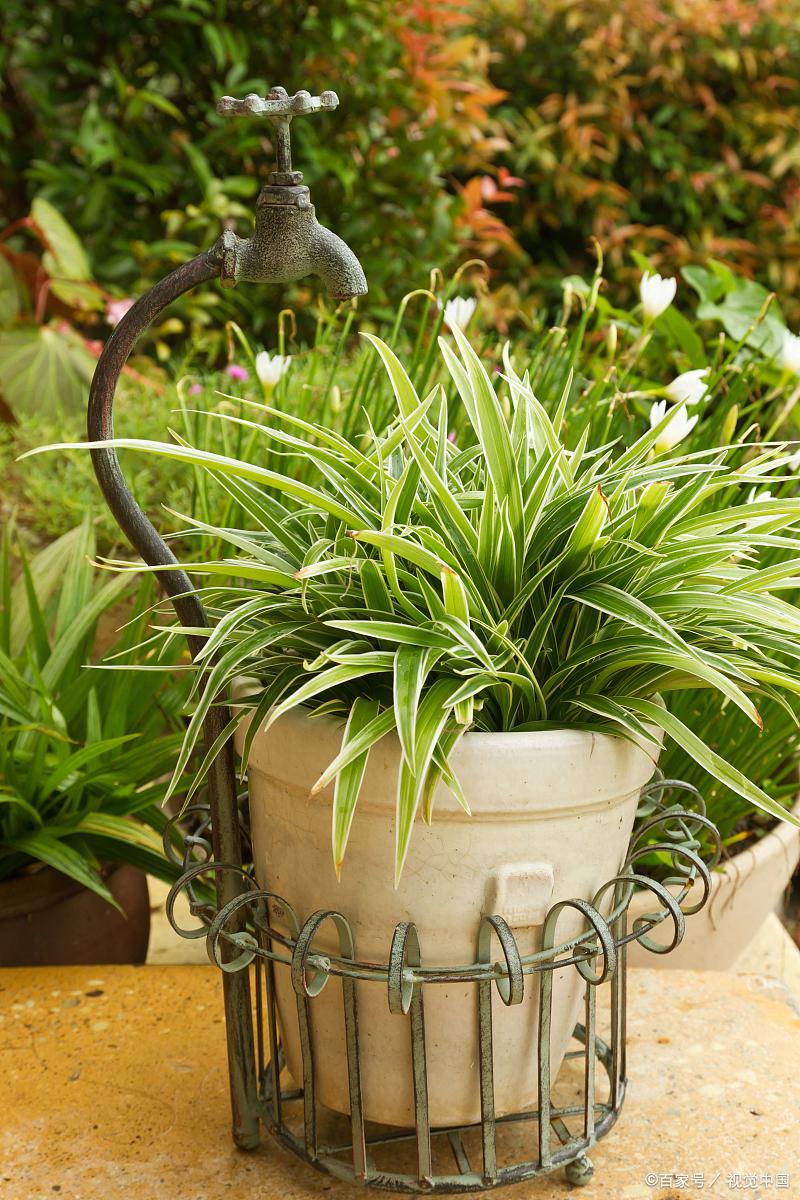 光照不足花生不容易开花怎么办,没有光线耐阴的植物