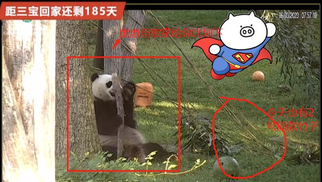 6.3日小奇迹崽崽:快给本崽崽多多上供能吃的竹子和竹笋