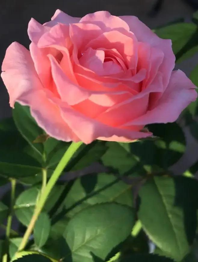 珊瑚果冻月季优缺点,珊瑚果冻月季图片