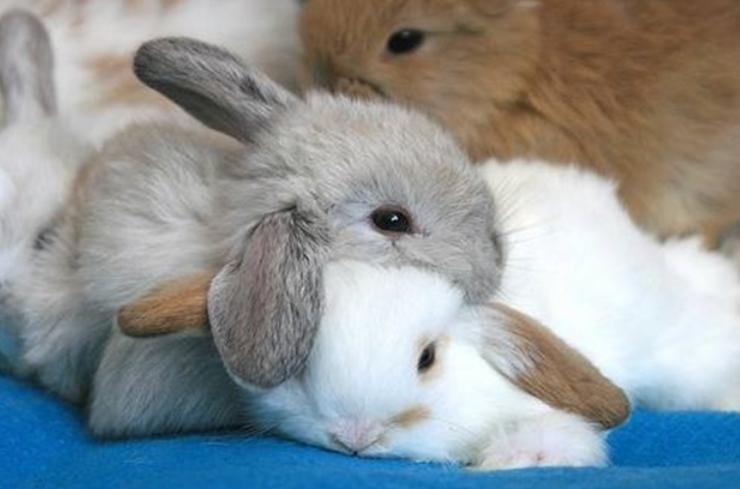 兔子拉稀什么都不吃怎么办,兔子拉稀怎么给兔子打针