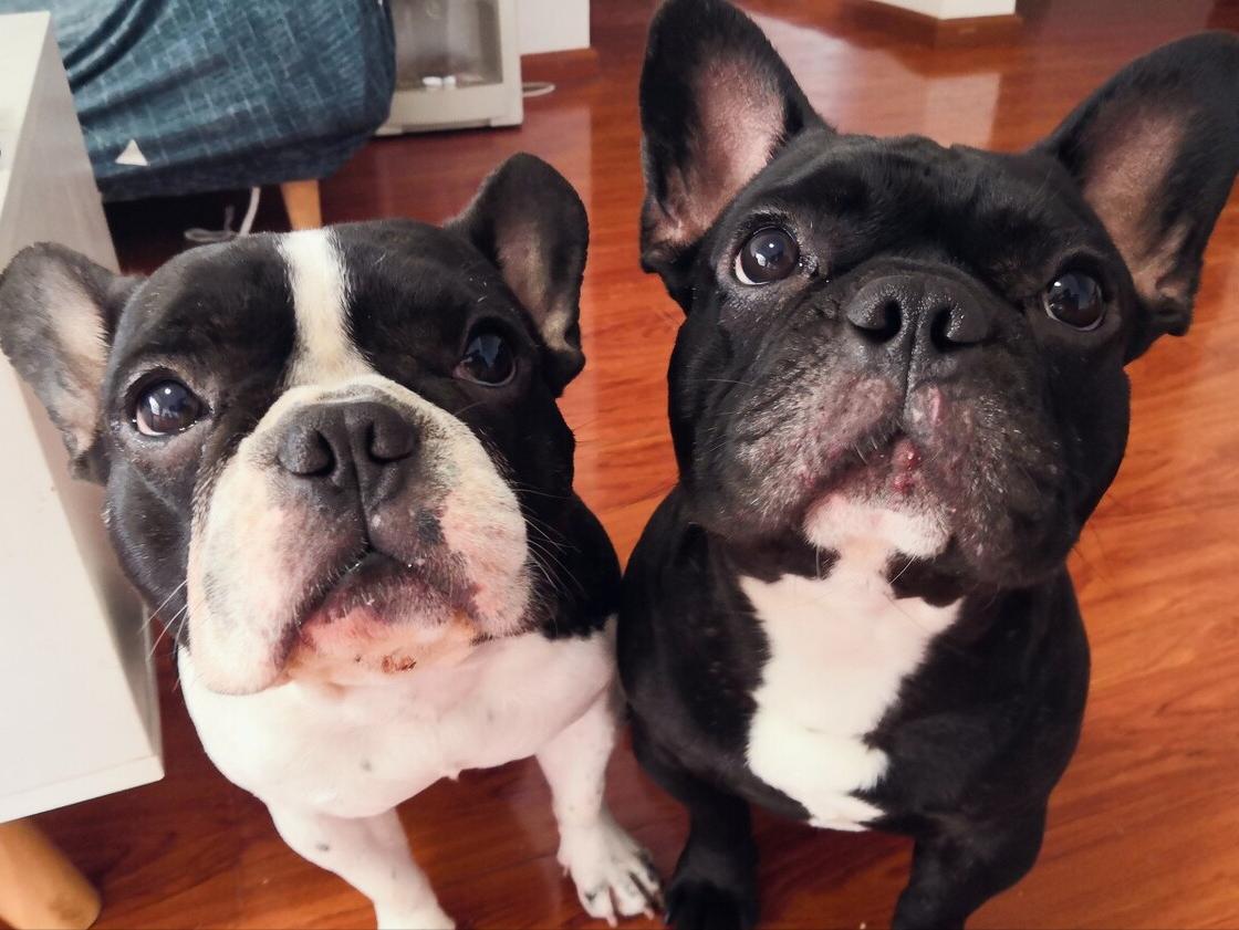 法斗大便带血怎么办,法斗幼崽大便稀还吐精神好