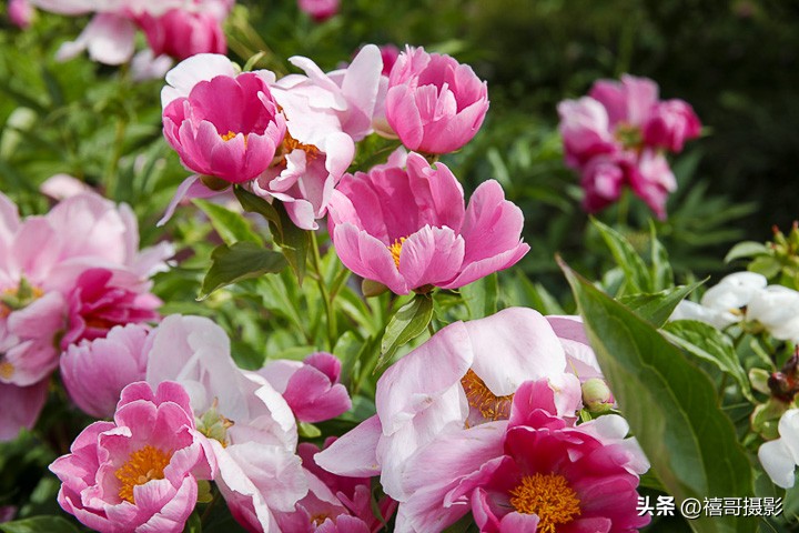 四川乡村行走,白河县绣屏山看日出