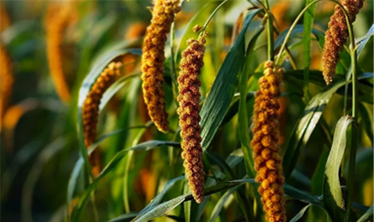 农业种植技术水稻,旱地谷子种植技术规范