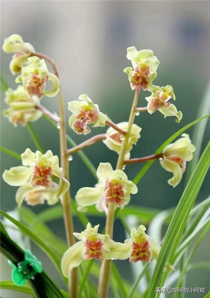 鐝嶇█澶х洿绔嬪彾钑欏叞,涓浗鍗佸ぇ鐝嶈吹钑欏叞