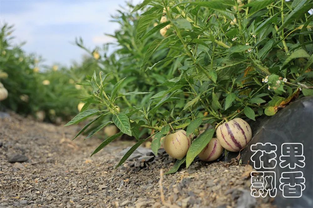 成本8毛，最高售价10元，这个“难吃”水果居然是个难得的致富果
