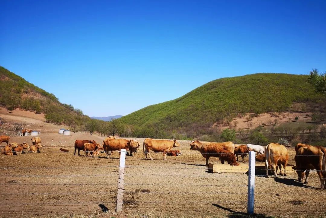 犇福金达莱地址,犇福农场金达莱多吗