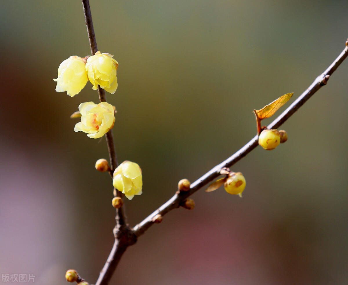 真正的梅花香自苦寒来,梅花香自苦寒来不一样的美