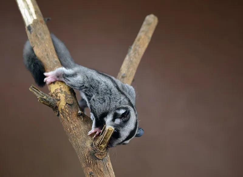 素食宠物食品,素食宠物零食有哪些品种