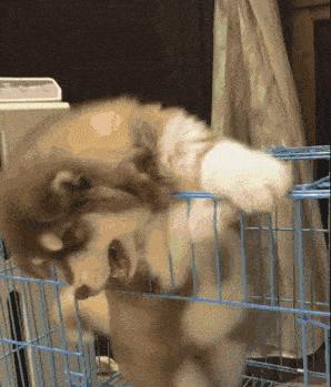 哪6种狗狗没有攻击性和不咬人,什么狗最乖最好养最好听话不咬人