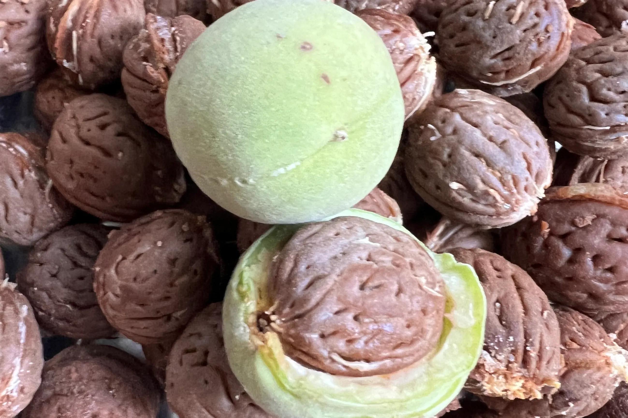 桃核手串保健,桃核手串原料