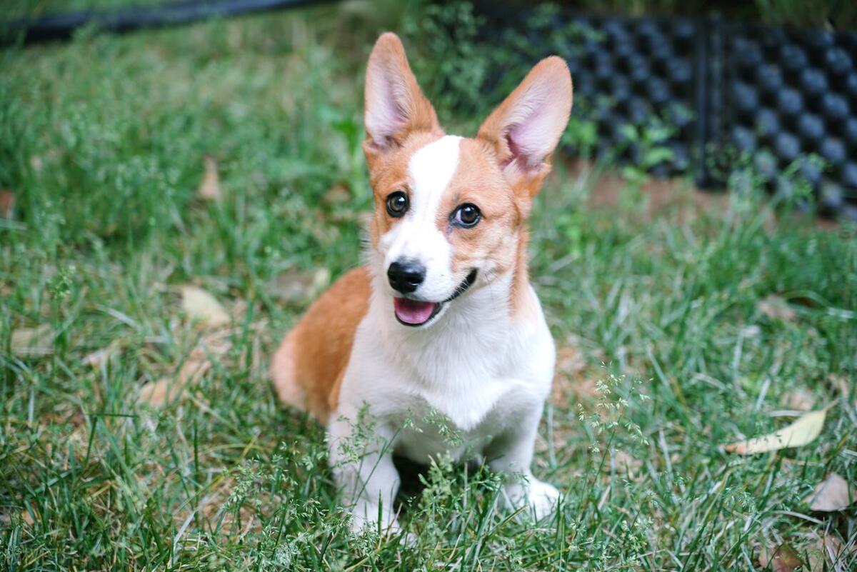 2022鑲栫嫍娴佸勾杩愮▼,2023鑲栫嫍娴佸勾杩愮▼