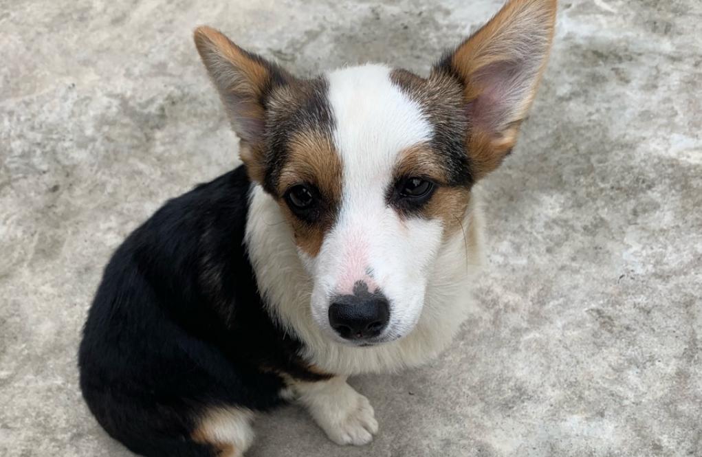 小柯基吃得少怎么办,小柯基吃土什么原因