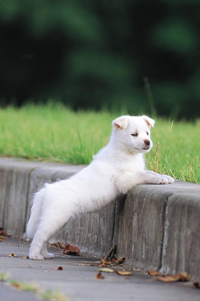 狗狗开始厌食是怎么了,狗狗厌食吃草