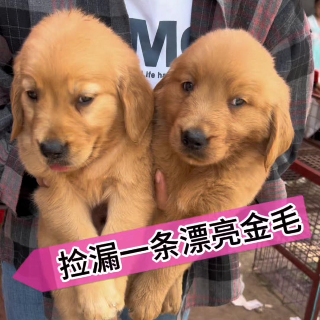 下集捡漏一条漂亮金毛@抖音短视频