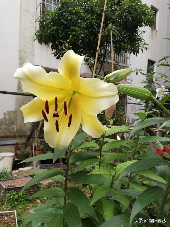 百合开完花怎么养它才能二次开花,百合花的盆栽方法和注意事项