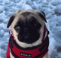 巴哥犬的7大优点,细数巴哥犬的五大缺点