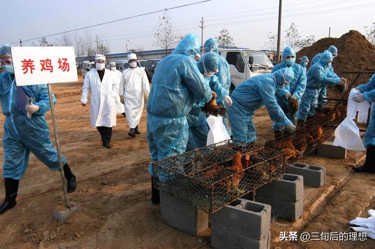 养鸡怎么预防禽流感,禽流感怎么防治和治疗