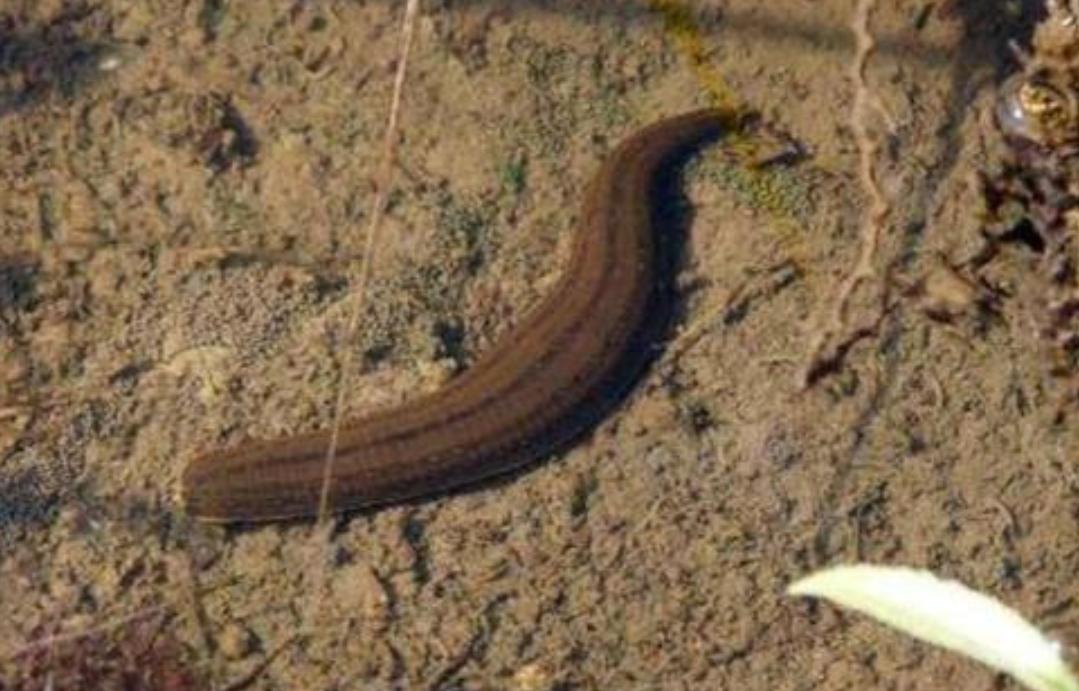 将水蛭放入冰箱还能活,水蛭吸血能钻到人体内并存活吗