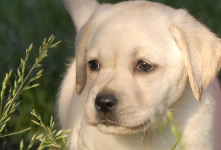 拉布拉多犬优缺点分析视频,咖啡色拉布拉多犬优缺点