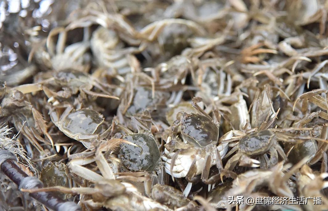 盘锦河蟹冬储池喂什么,盘锦冬储河蟹大约多长时间