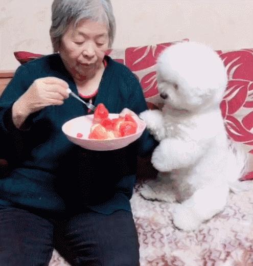 很容易养熟的6种狗早养早享受,最适合新手养的10种狗狗