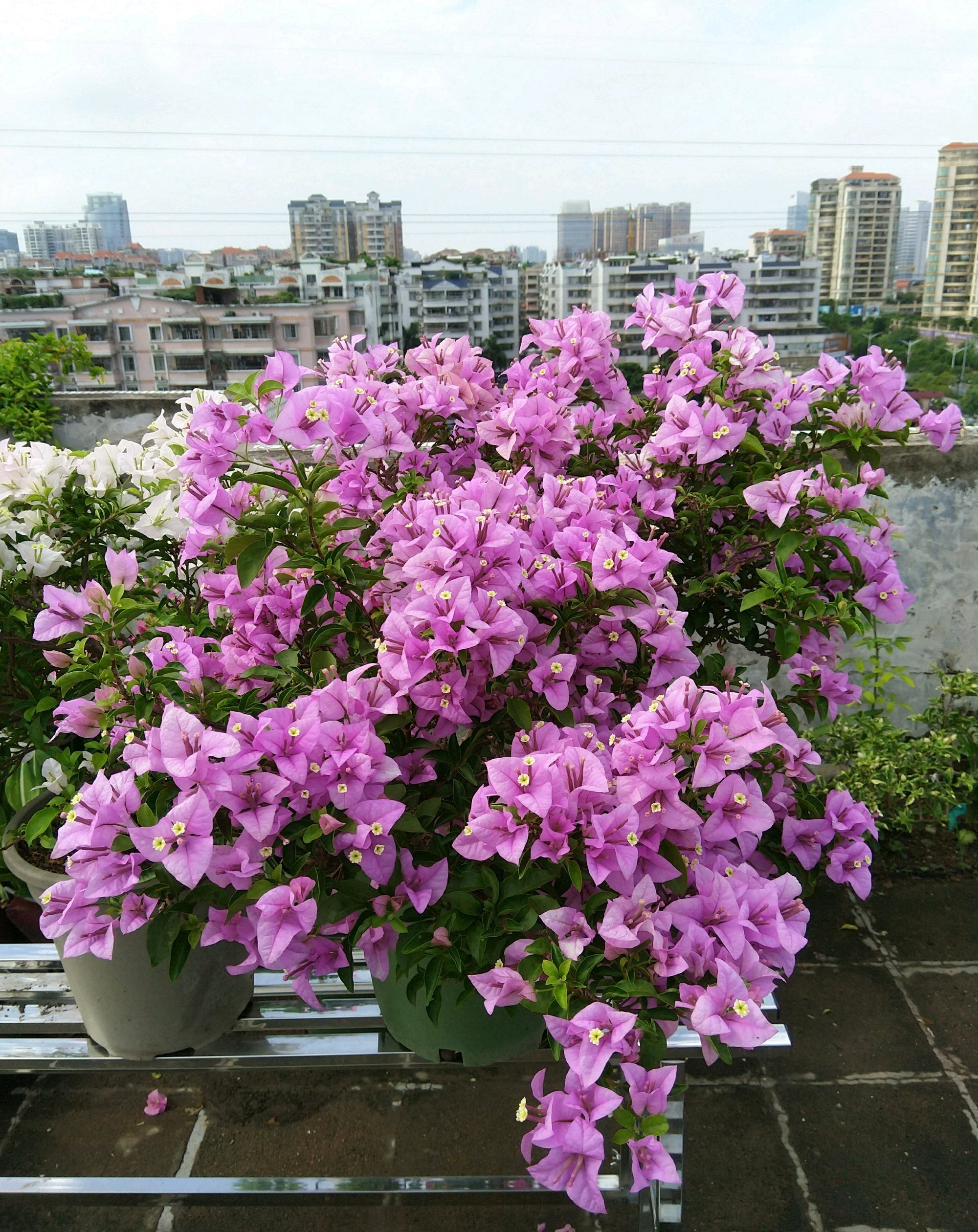 紫花三角梅怎么养,塔紫三角梅怎么养才开花多