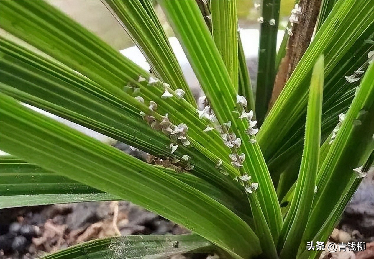 阳台月季病虫害防治对照表,室内花卉虫害怎么消灭