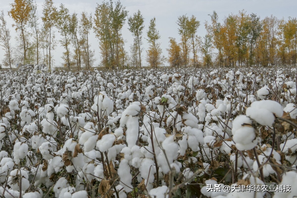 棉花的种植和管理视频,棉花的种植技术和管理规划