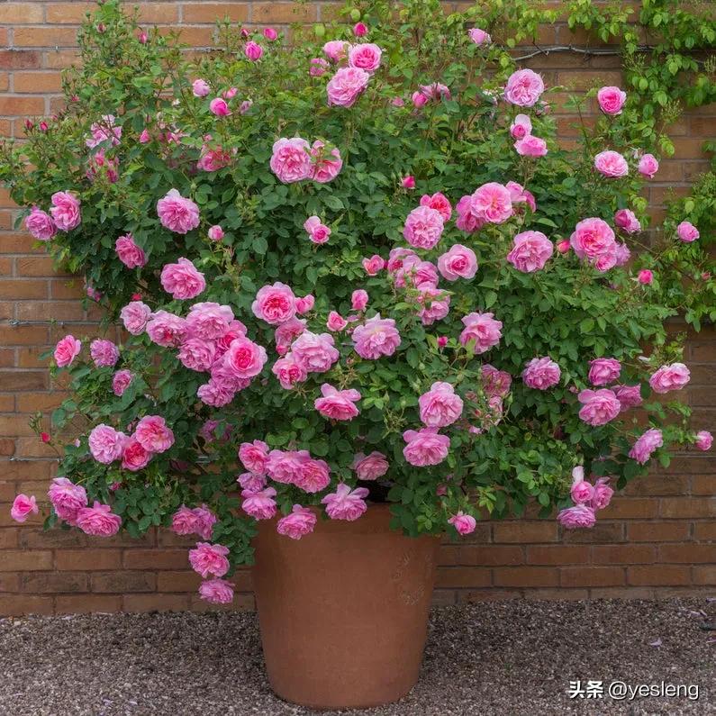 奥斯汀月季经典品种海德庄园,耐晒耐热的奥斯汀月季