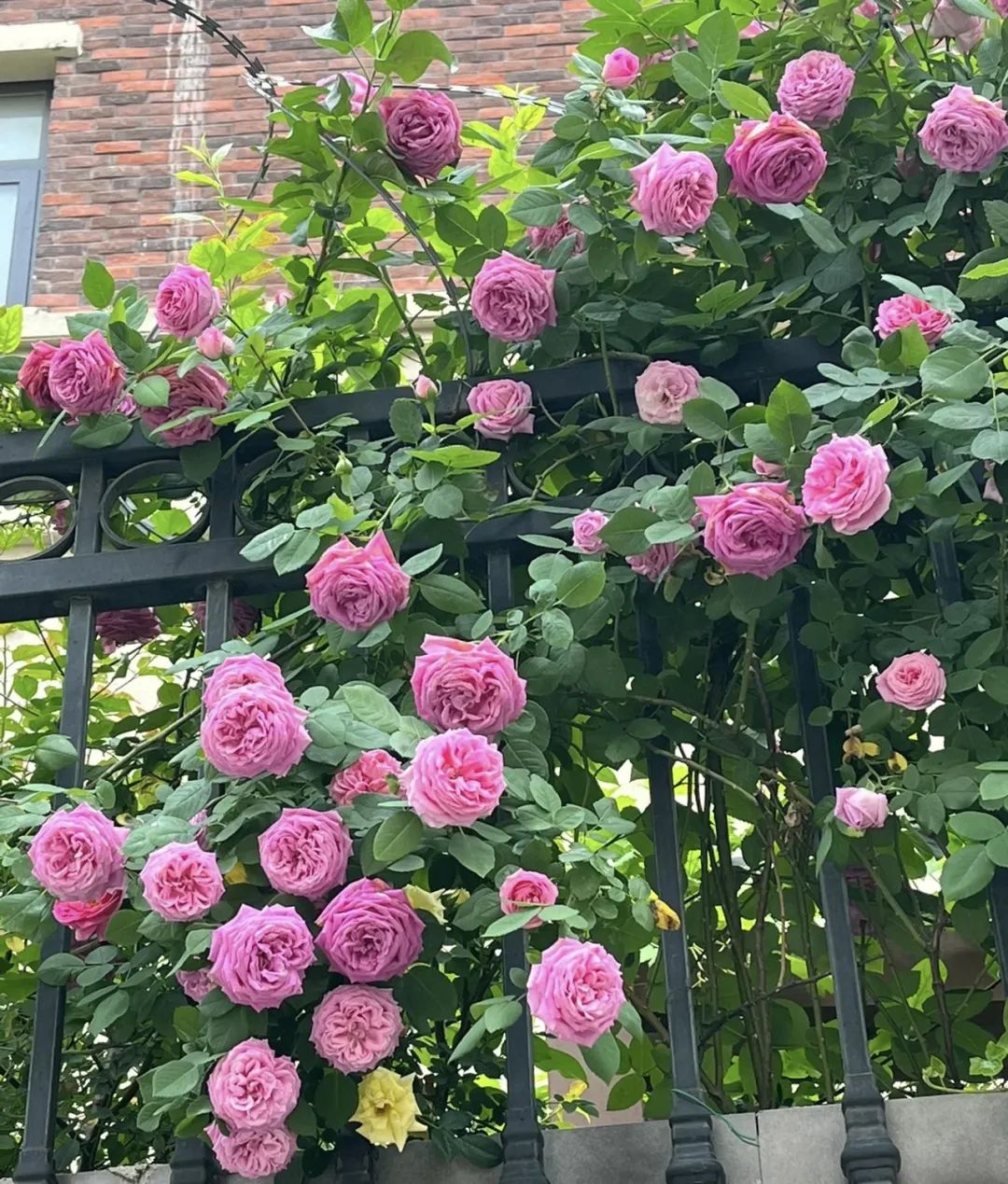 家里养3种花一年四季开花不断,养这10种花越养家里越干净