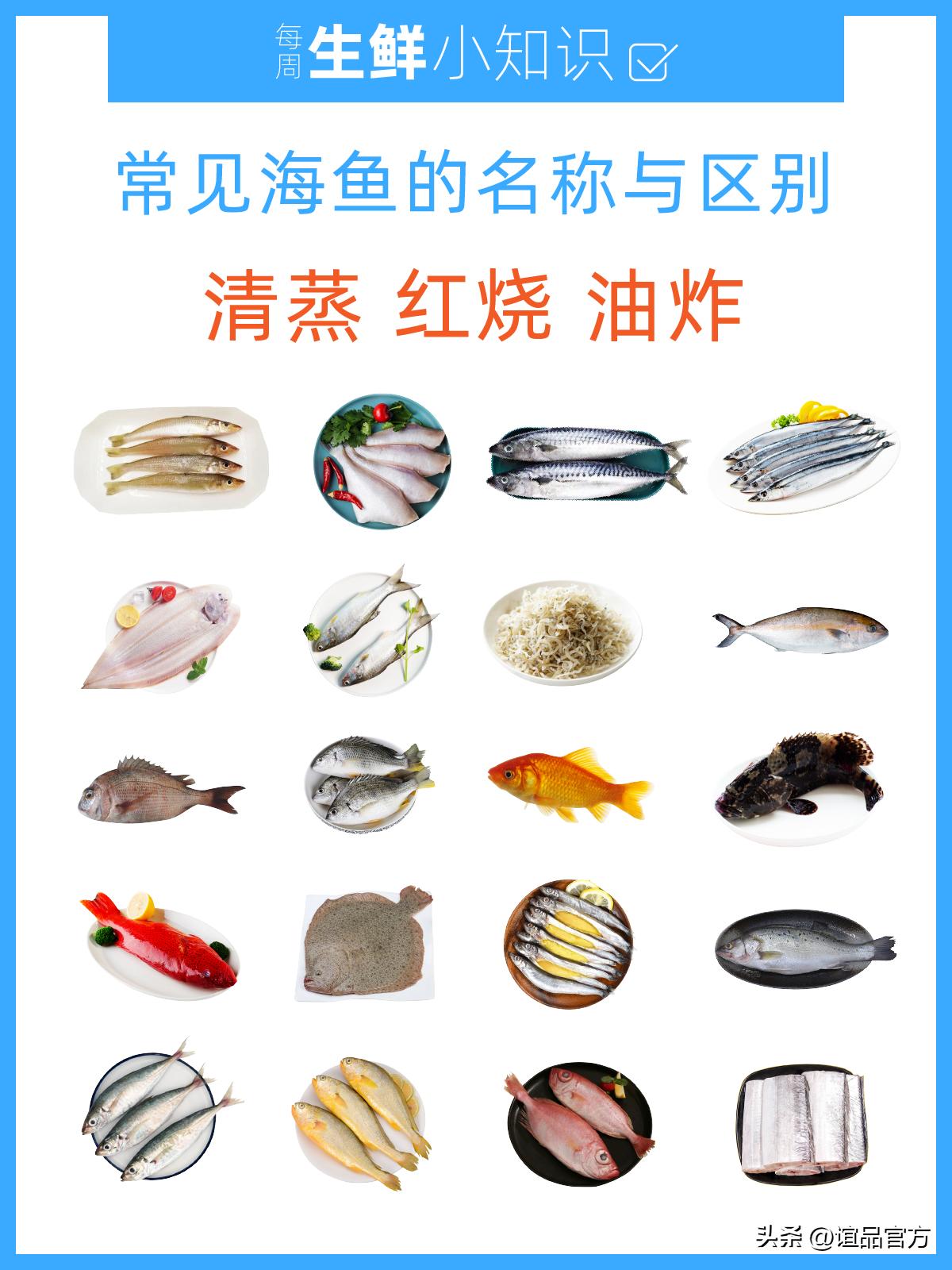 菜市场常见的海鱼图片和名称,市场常见海鱼名称图片视频