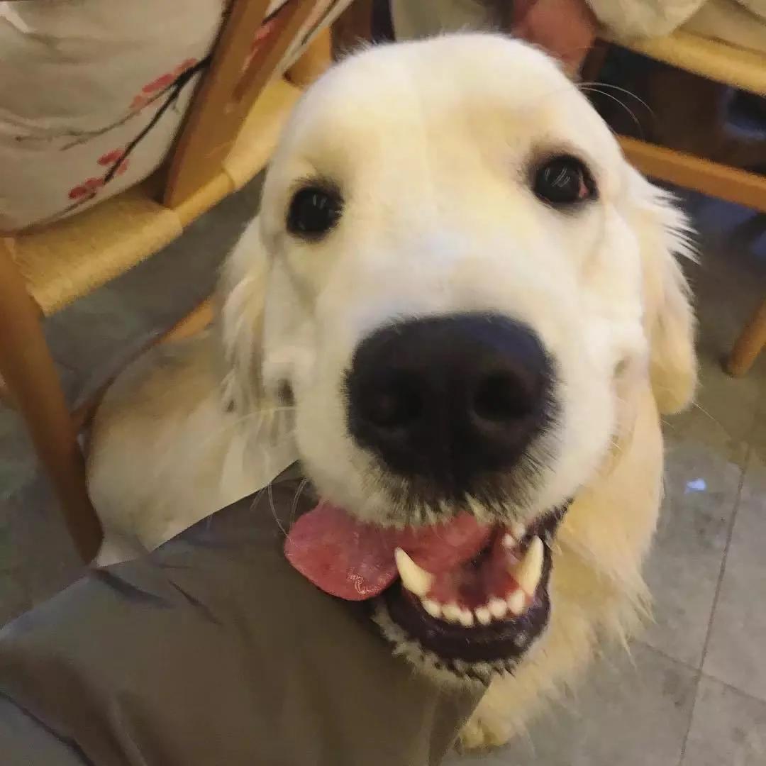 大金毛真的是太暖心了,大金毛到底有多可爱