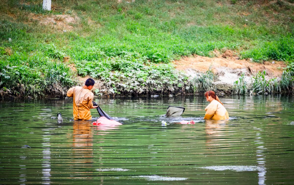 污水池里的“宝”，1晚捞100斤，2个农村“能人”因红虫产生矛盾