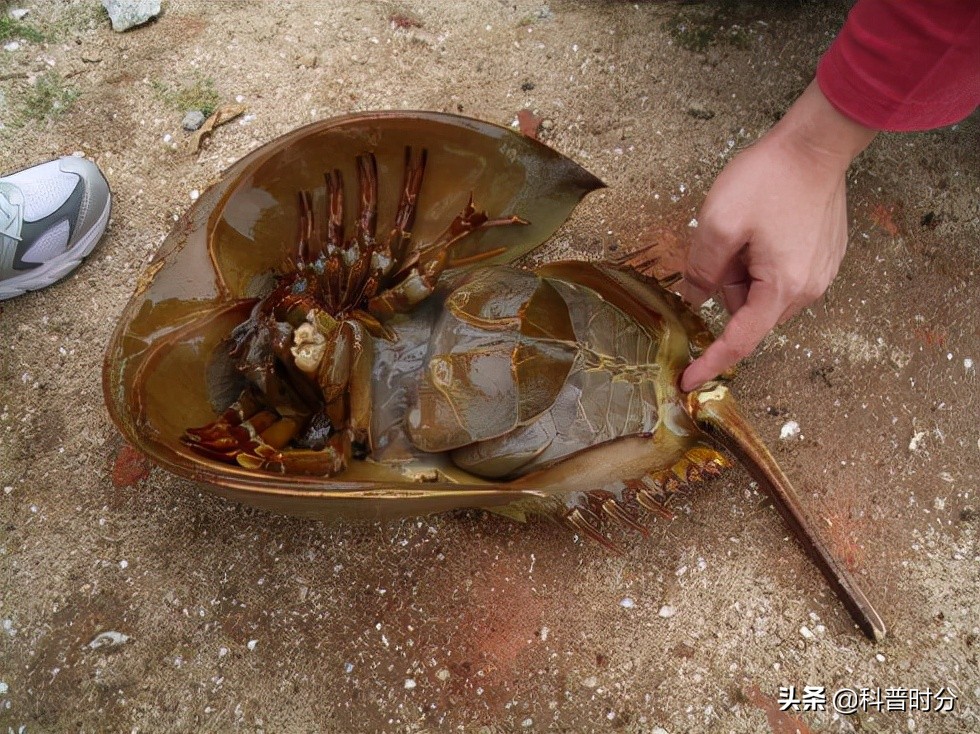 4亿多年蓝色血液引人类陷入绝境,4亿岁生物被疯狂抽血