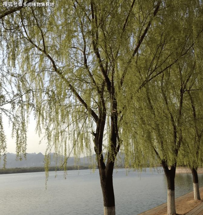 家中不宜种的五种阴树,阴树别种四种坏风水