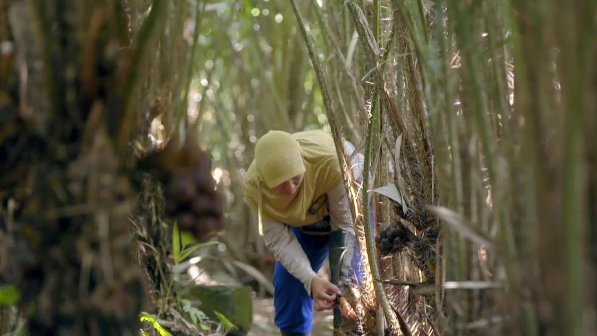印尼蛇皮果是什么东西,顺丰包邮印尼蛇皮果稀有果