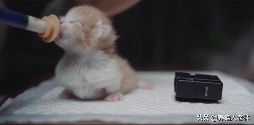 猫妈妈生宝宝难产视频,母猫生产后小猫人工喂奶
