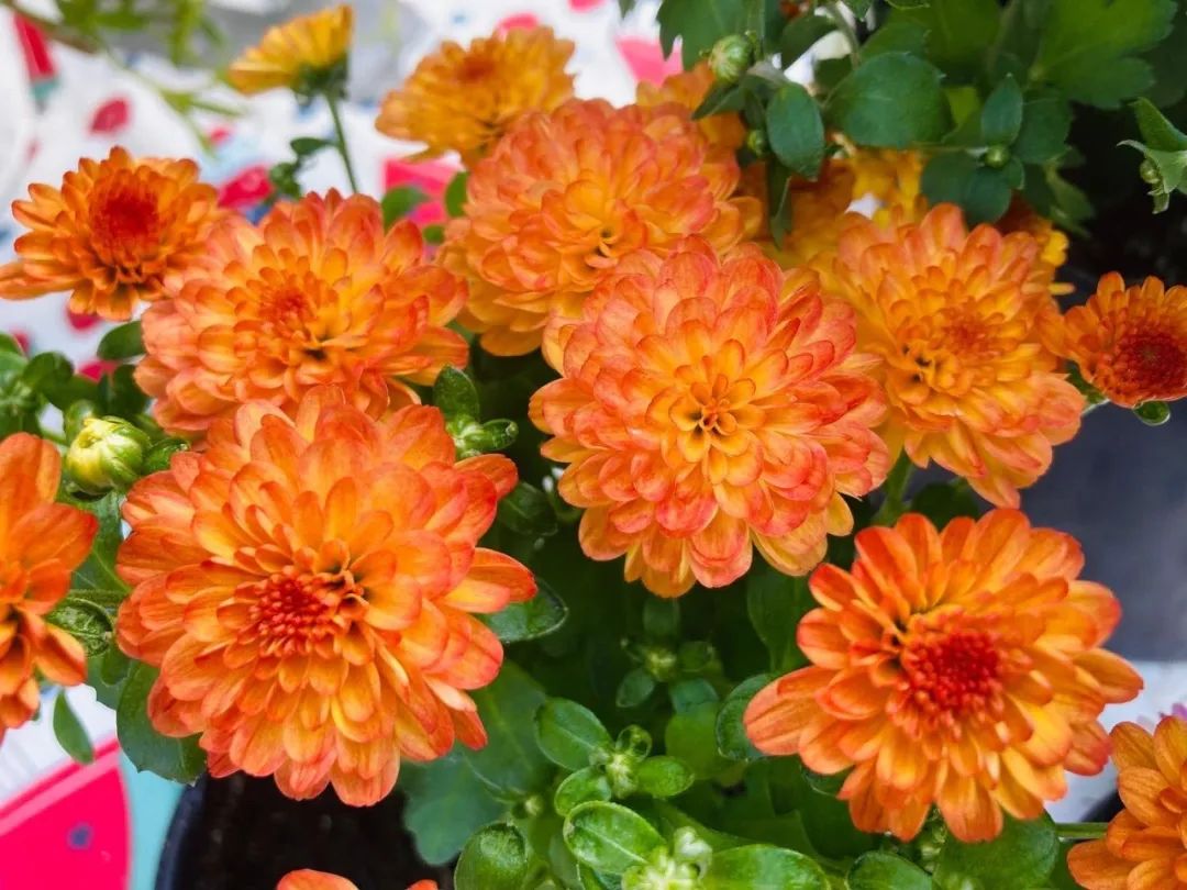 秋季如何买花适合买什么花,买花最容易忽略的花是什么