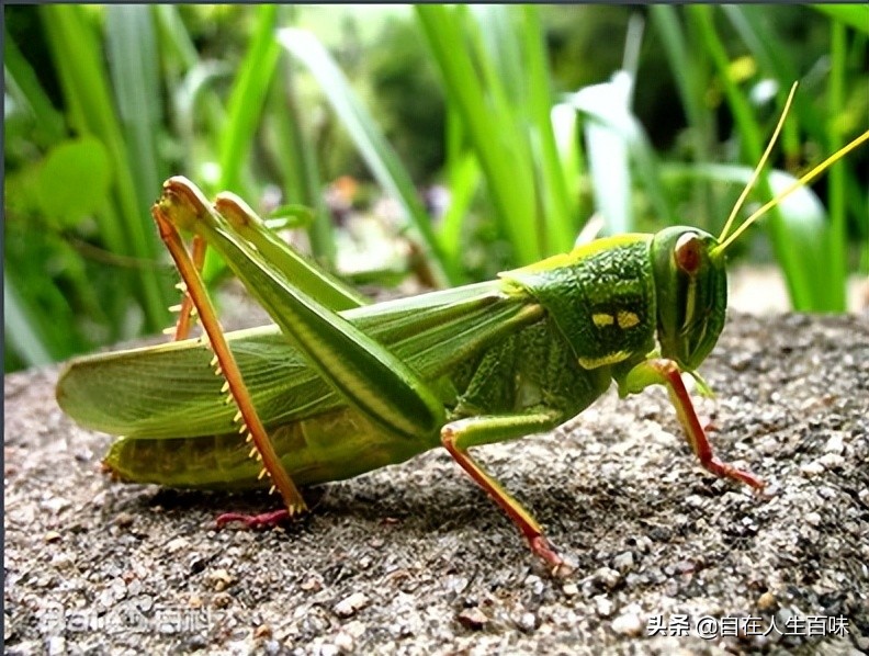 夏天常见的虫子外壳硬,农村房子里面常见的虫子有哪些